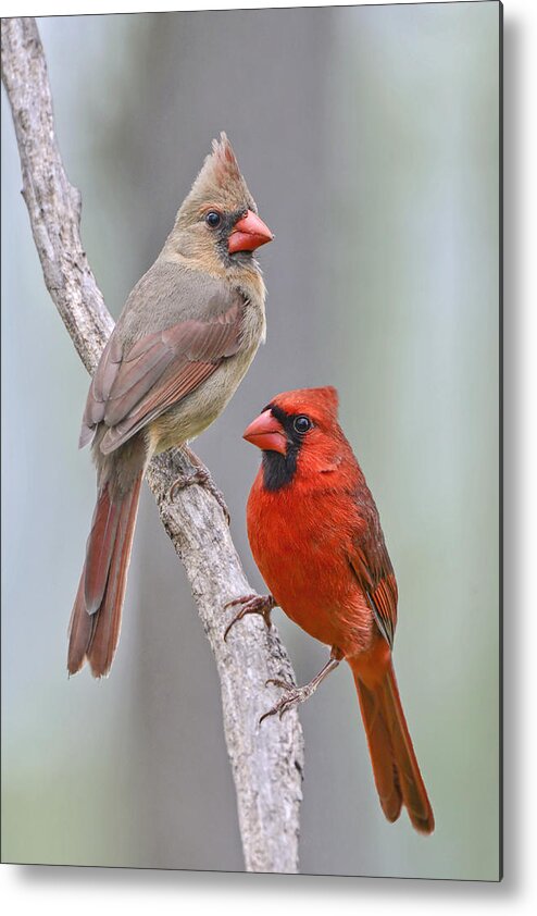 Cardinals Metal Print featuring the photograph My Cardinal Neighbors by Bonnie Barry