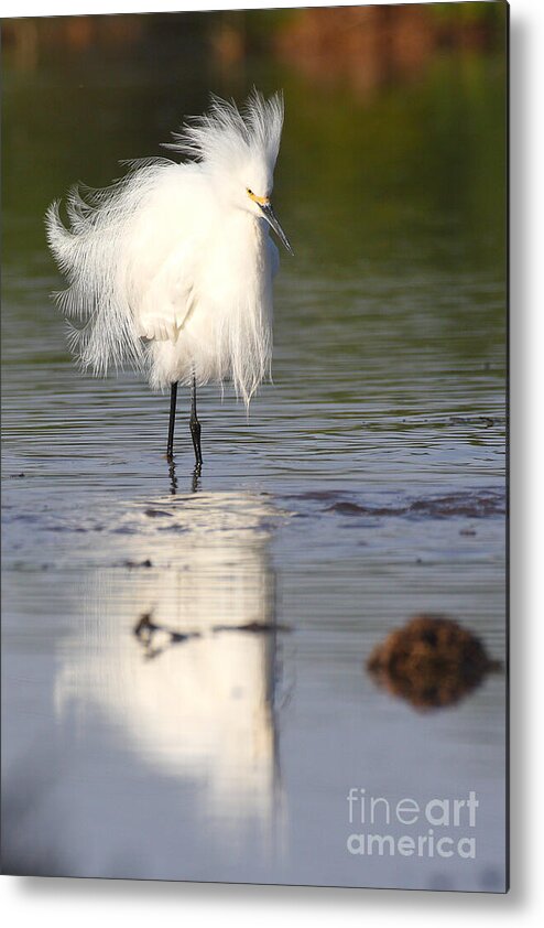 Egret Metal Print featuring the photograph My feathers are all Poofy by Ruth Jolly