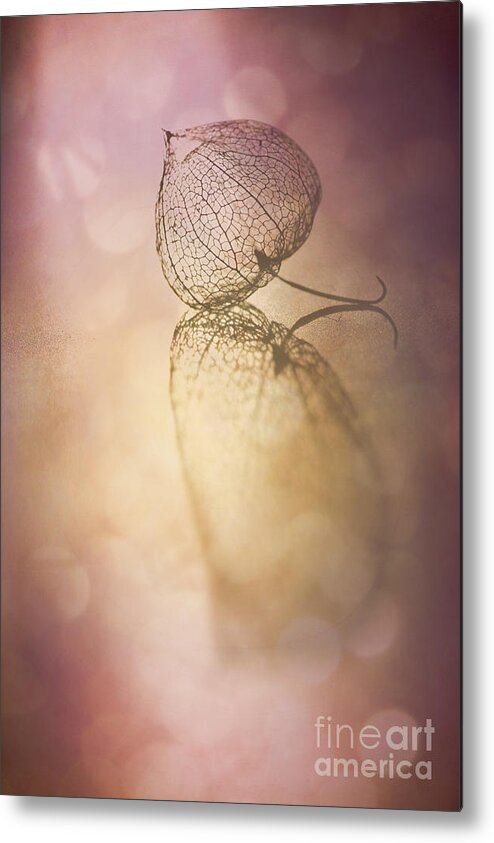 Cape Gooseberry Metal Print featuring the photograph My Turn in the Spotlight by Jan Bickerton