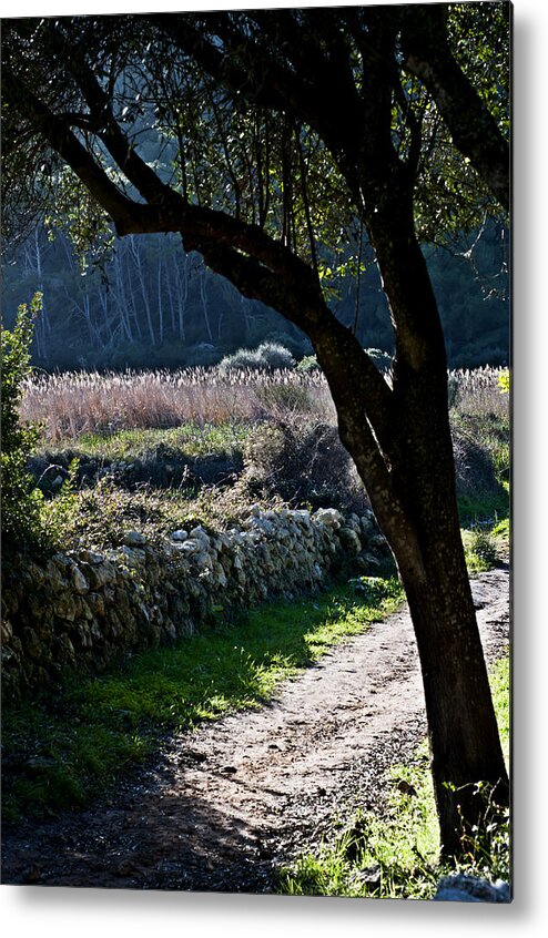 Agriculture Metal Print featuring the photograph Nature in contrast by Pedro Cardona Llambias