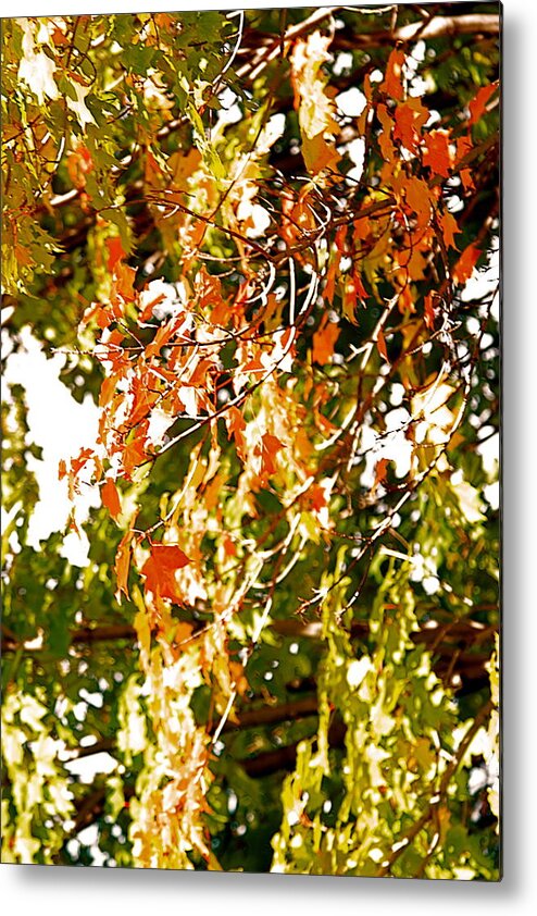 Tree Metal Print featuring the photograph Nature in the city by Jocelyne Choquette