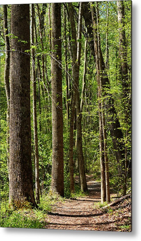 Battle Creek Cypress Swamp Metal Print featuring the photograph Nature Walk Early Spring by Rebecca Sherman