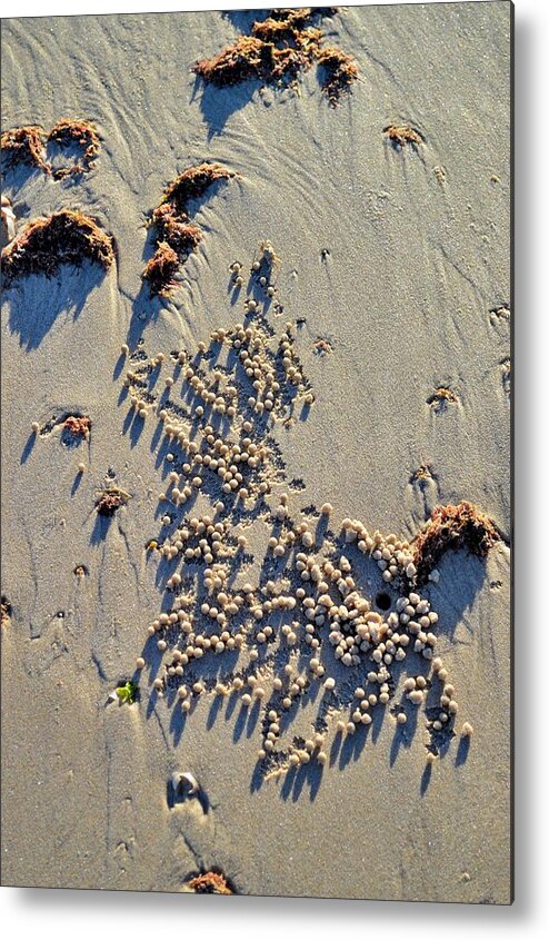 Beach Metal Print featuring the photograph Natures Art - Spot the Sand Bubbler Crab by Jeremy Hall