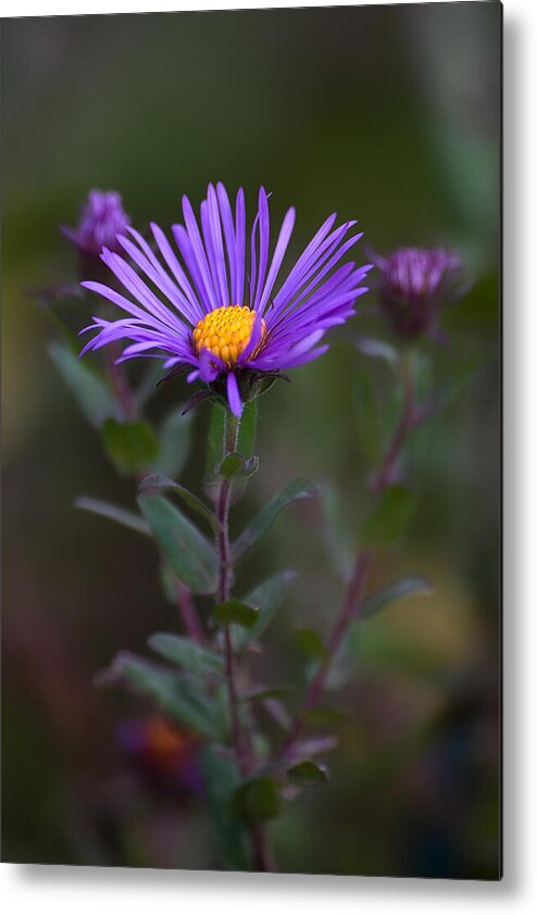 New England Aster Metal Print featuring the photograph New England Aster by Dale Kincaid