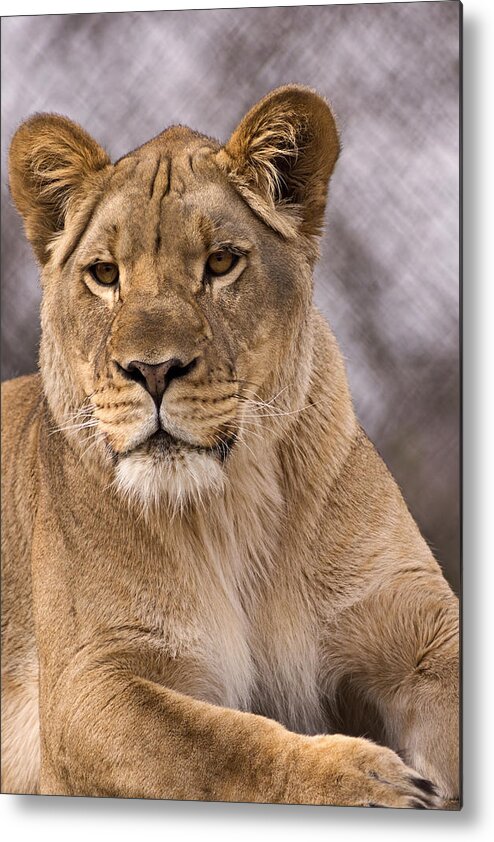 Lion Metal Print featuring the photograph New Guy in Town by Theo OConnor