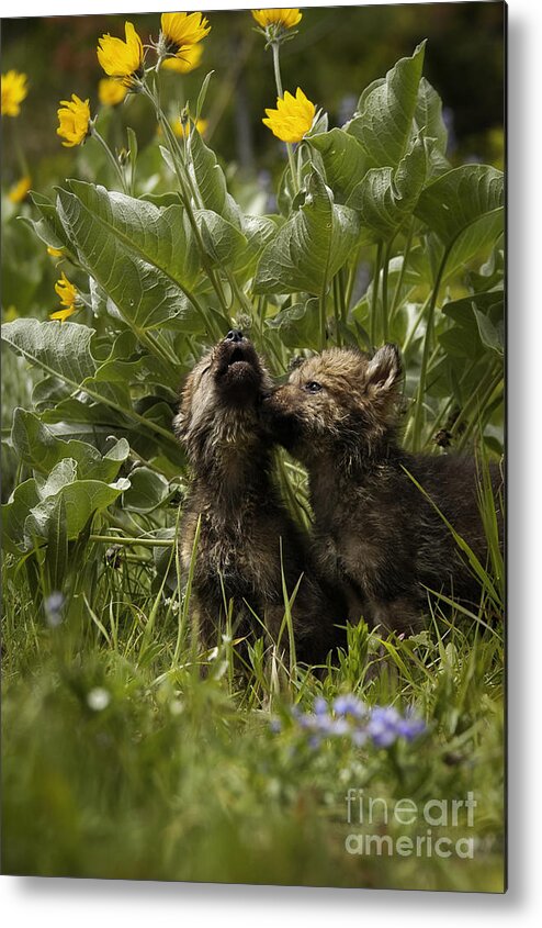 Wolves Metal Print featuring the photograph New Voices by Wildlife Fine Art