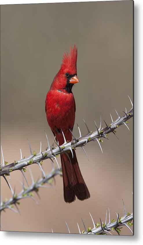 Feb0514 Metal Print featuring the photograph Northern Cardinal Male Arizona by Tom Vezo