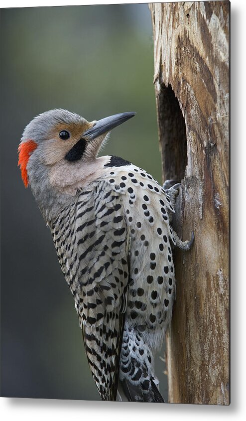 Michael Quinton Metal Print featuring the photograph Northern Flicker At Nest Cavity Alaska by Michael Quinton