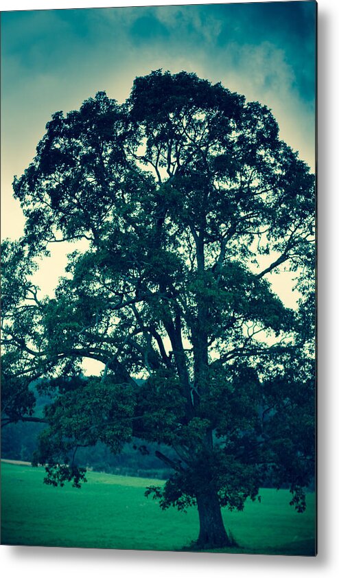Tree Metal Print featuring the photograph Oakland Tree by Shane Holsclaw