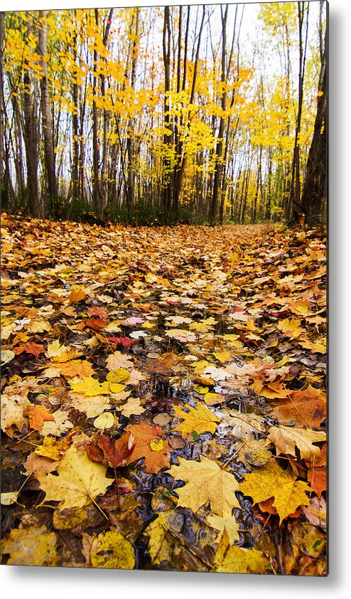 Autumn Metal Print featuring the photograph October Maple Forest by Mircea Costina Photography
