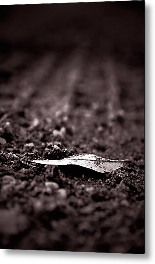 Leaf Metal Print featuring the photograph Of Earth by Trish Mistric