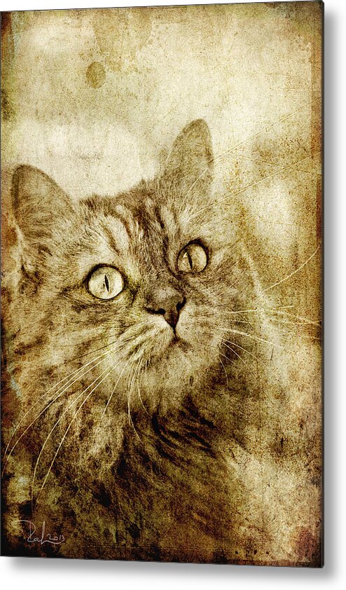 Gatti Metal Print featuring the photograph Old fashion cat by Raffaella Lunelli