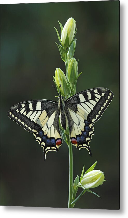 Silvia Reiche Metal Print featuring the photograph Oldworld Swallowtail Butterfly by Silvia Reiche