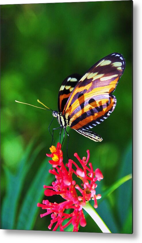 Nature Metal Print featuring the digital art On The Wings Of Sweetness by Kicking Bear Productions