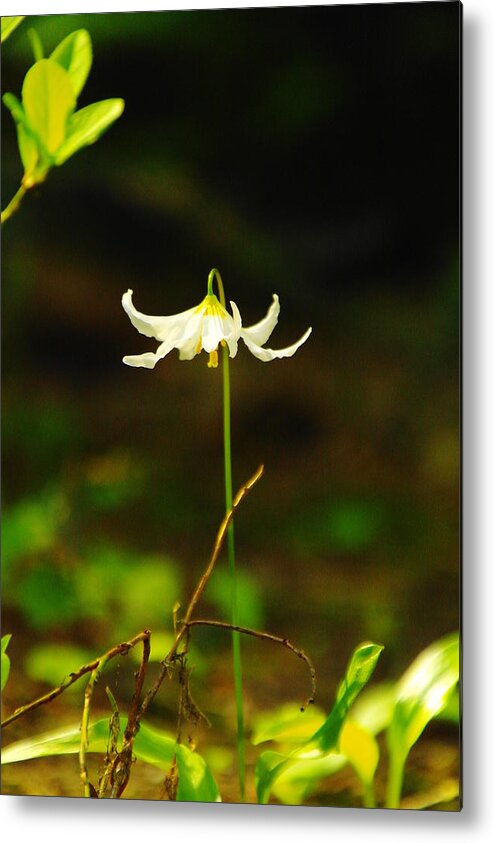 Wildflowers Metal Print featuring the photograph One Lily Almost Alone by Jeff Swan