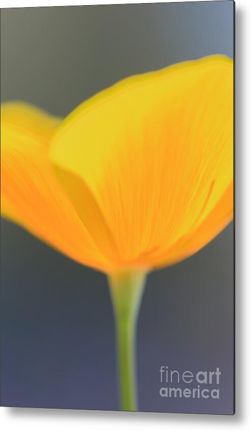 Mexican Gold Poppy Metal Print featuring the photograph Opened by Tamara Becker