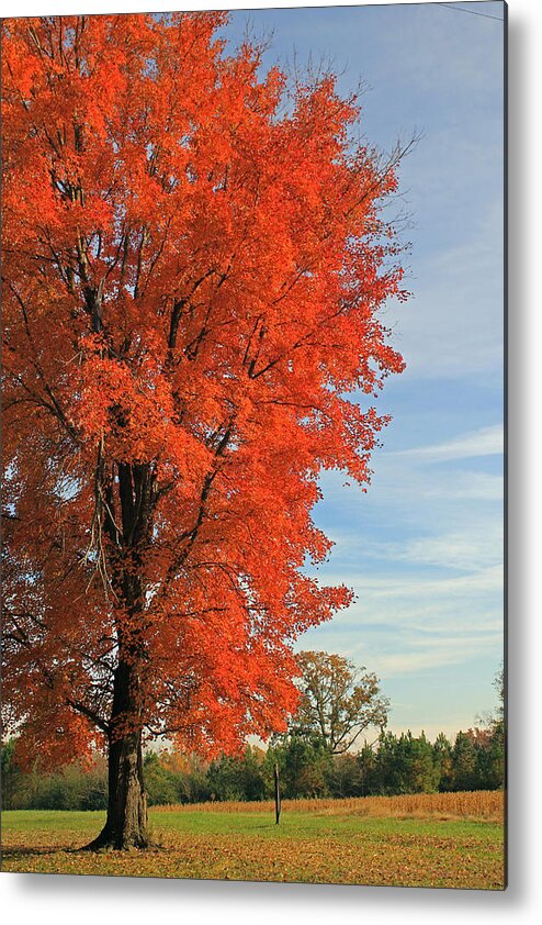 Trees Metal Print featuring the photograph Orange Delight by Jennifer Robin