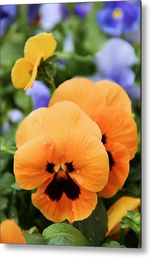 Pansy Metal Print featuring the photograph Orange Pansies by Elizabeth Budd