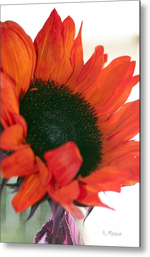 Floral Metal Print featuring the photograph Orange Sun Flower by Haleh Mahbod