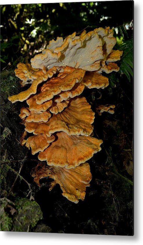 Laetiporus Metal Print featuring the photograph Orange Tree Fungus by Laureen Murtha Menzl