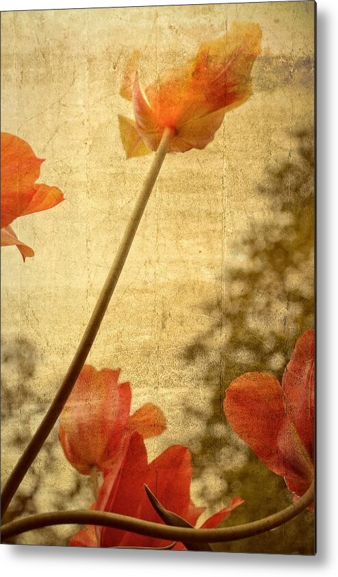 Rustic Metal Print featuring the photograph Orange Tulips by Michelle Calkins