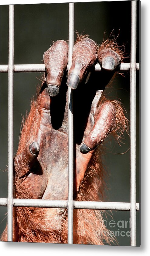 Animal Metal Print featuring the photograph Orangutan hand close-up by Stephan Pietzko