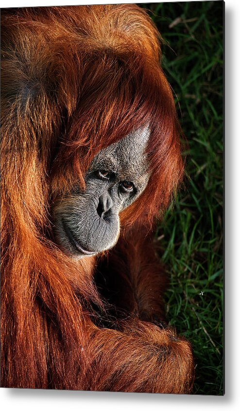 Dawn Metal Print featuring the photograph Orangutan by Photographed By Michael Williams