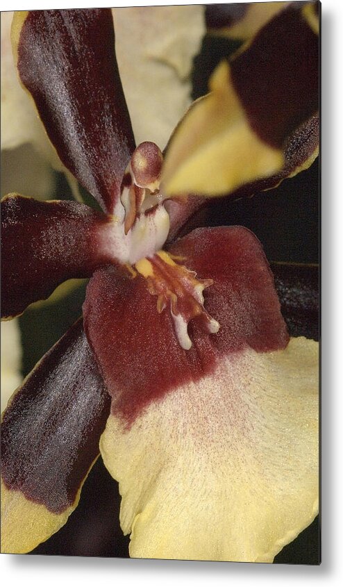 Orchid Metal Print featuring the photograph Orchid 496 by Wesley Elsberry