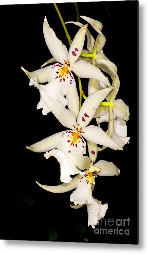 Plant Metal Print featuring the photograph Orchid by Millard H. Sharp