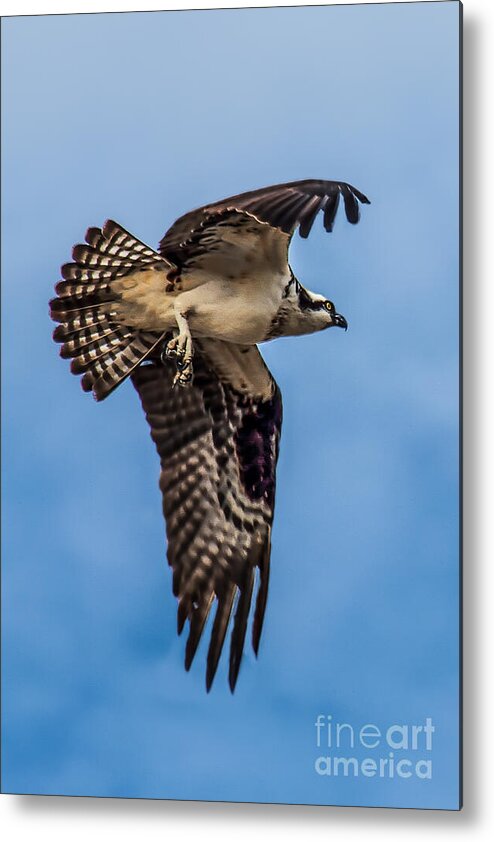 Osprey Metal Print featuring the photograph Osprey Flying Away by Robert Bales