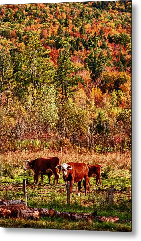 Autumn Foliage Metal Print featuring the photograph Cow complaining about much by Jeff Folger