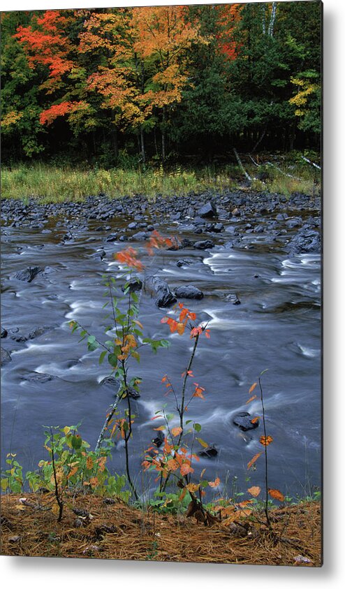 Autumn Metal Print featuring the photograph Ottawa National Forest by Peter Essick