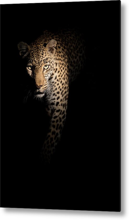 Leopard Metal Print featuring the photograph Out Of The Darkness by Richard Guijt