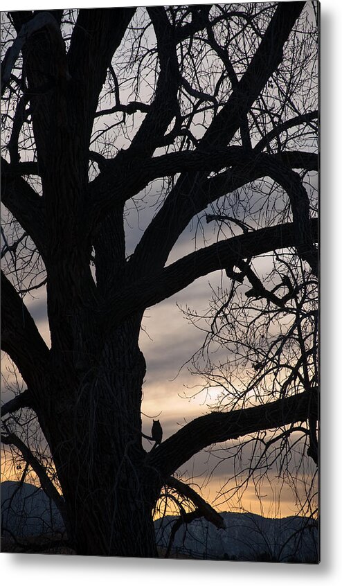 Eric Rundle Metal Print featuring the photograph Owls Roost by Eric Rundle