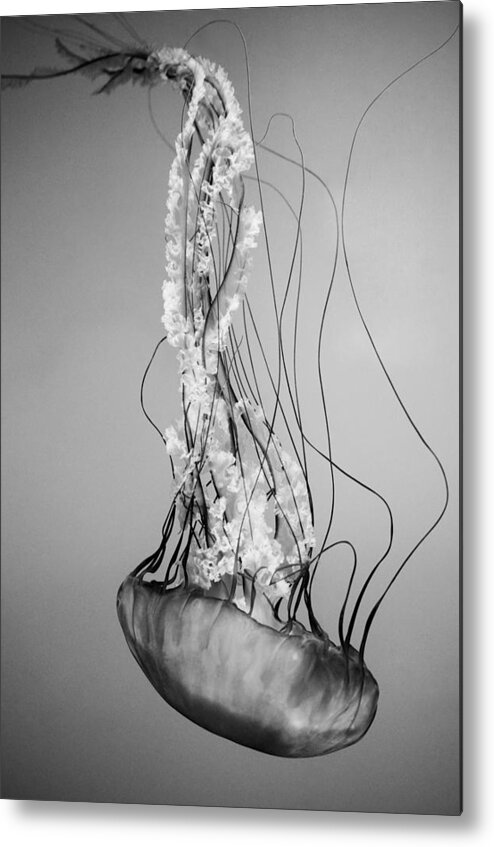 Pacific Sea Nettle Metal Print featuring the photograph Pacific Sea Nettle - Black and White by Marianna Mills