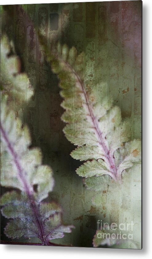 Nature Metal Print featuring the photograph Painted Fern IV by Lee Craig