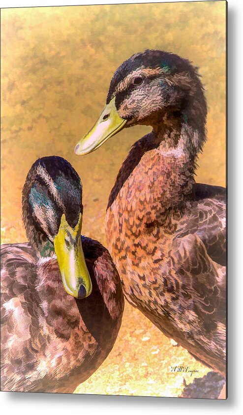 Arizona Metal Print featuring the photograph Pair of Ducks by Will Wagner