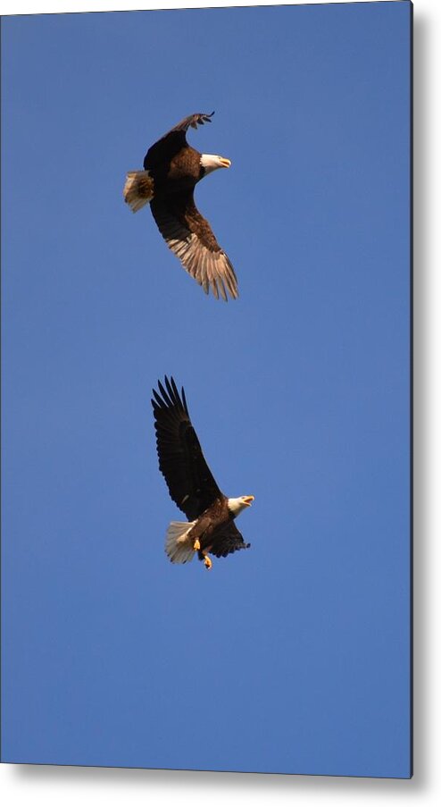 Birds Metal Print featuring the photograph Pairs in Flight and Life by Tamara Michael