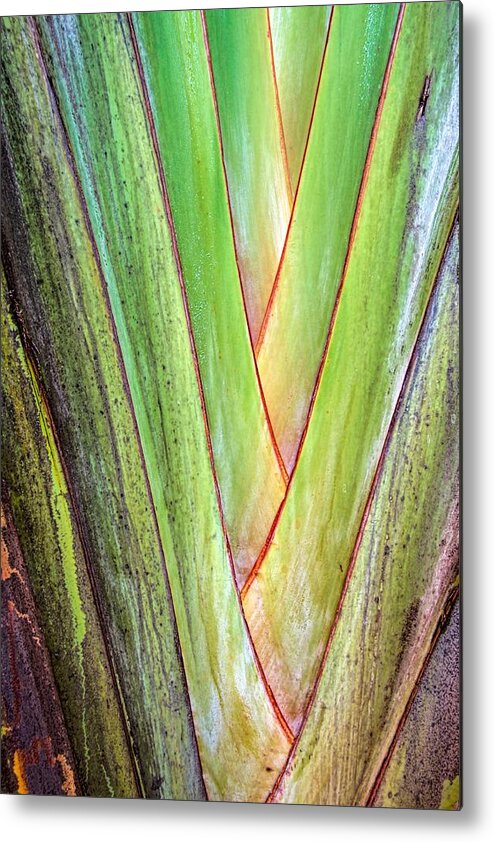 Palm Metal Print featuring the photograph Palm 5672 by Rudy Umans