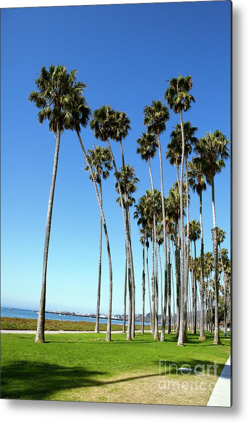 Tranquility Metal Print featuring the photograph Palm Trees On Beach In Santa Barbara by Geri Lavrov