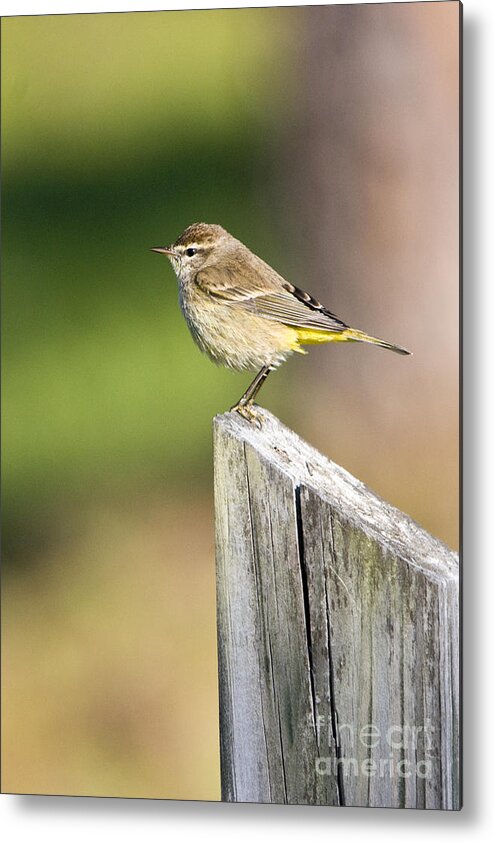 Palm Warbler Metal Print featuring the photograph Palm Warbler by John Greco