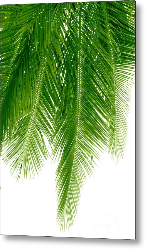Palms Metal Print featuring the photograph Palms Green by Boon Mee