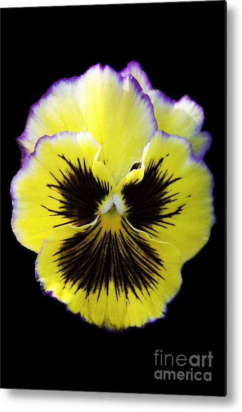 Pansy Metal Print featuring the photograph Pansy by Patty Colabuono