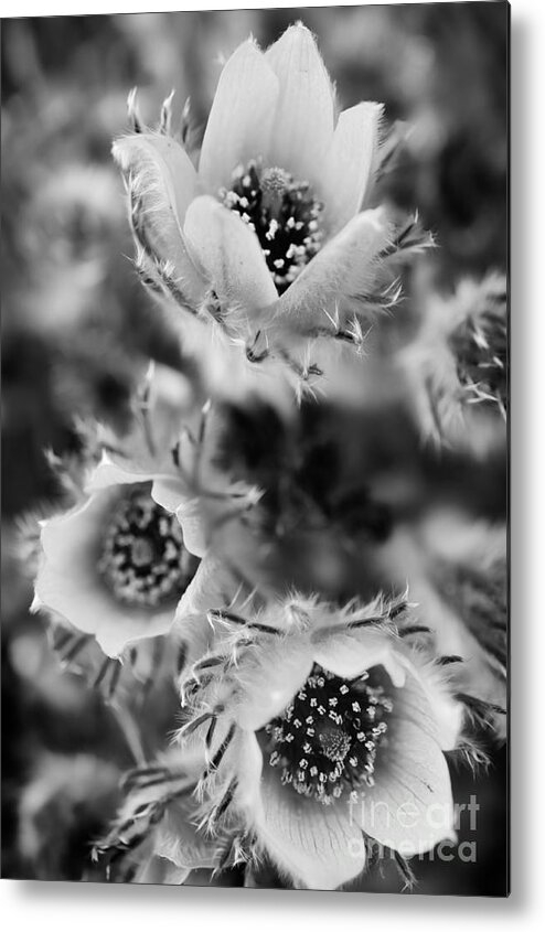 Botanical Metal Print featuring the photograph Pasque Trio by Venetta Archer