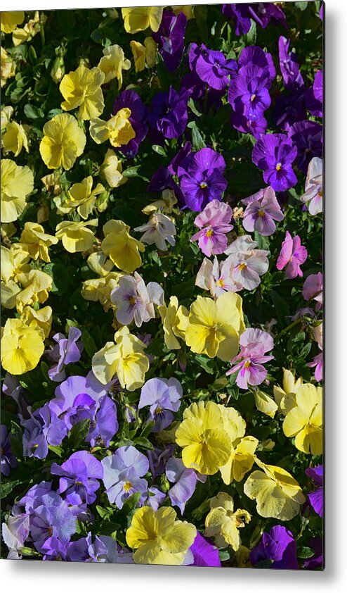 Pansies Metal Print featuring the photograph Pastel Pansies by Jeanne May