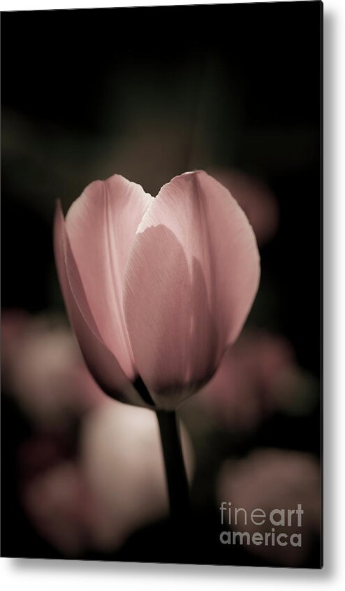 Elegant Metal Print featuring the photograph Pastel Pink Tulip in spring by Linda Matlow