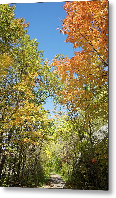Season Metal Print featuring the photograph Path In A Forest With Autumn Colours by Beanstock Images / Design Pics