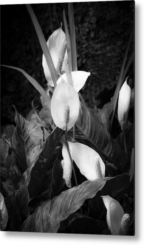 Lily Metal Print featuring the photograph Peace Lily or Spath Lily BW by Rich Franco