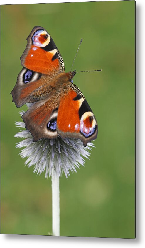 Silvia Reiche Metal Print featuring the photograph Peacock Butterfly Netherlands by Silvia Reiche