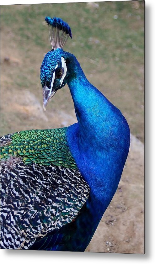 Peacock Metal Print featuring the photograph Peacock by Laurel Gillespie